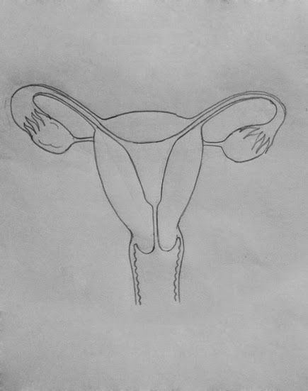 draw it neat how to draw female reproductive system