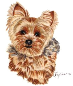 commissioned drawing of a yorkie on stonehenge paper 8 x 8 this
