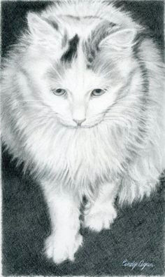 contemplation graphite and black colored pencil on paper by cindy agan watercolor cat