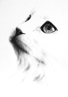 charcoal cat drawing original white cat sketch by jaclynsstudio cat drawing pencil art drawings