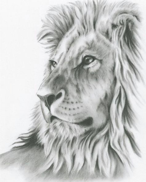 original 8x10 charcoal drawing on 11a 14 bristol board signed and dated by the artist this majestic lion will ship to you matted on heavy tagboard in a