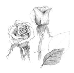 how to draw roses using charcoal charcoal pencil colored pencil marker