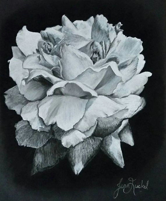 drawing of a peony in white charcoal on black paper prints available