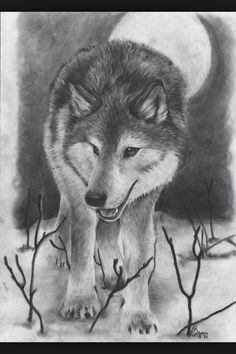 another my drawing of a wolf made with my favourite art tools charcoal and graphite pencil wolf by night