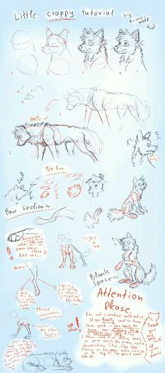 how to draw wolves drawing tips drawing reference drawing tutorials drawing stuff