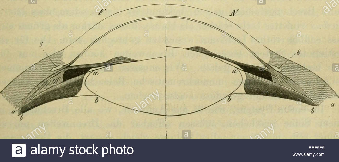 kompendium der physiologie des menschen die menschliche anatomie physiologie uebersicht der veranderungen