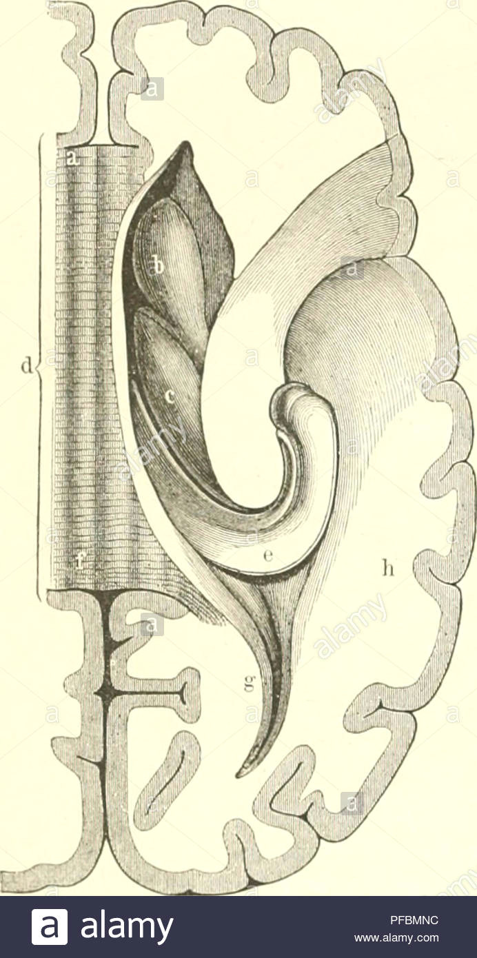 der mensch anthropologie die menschliche anatomie physiologie 510 ser 53 au