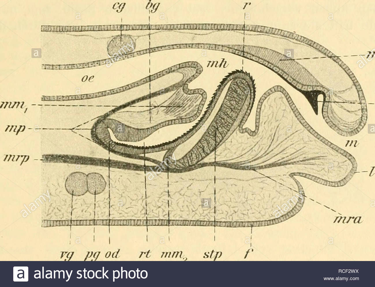 die weinbergschnecke helix pomatia l lumache helix pomatia 49 des