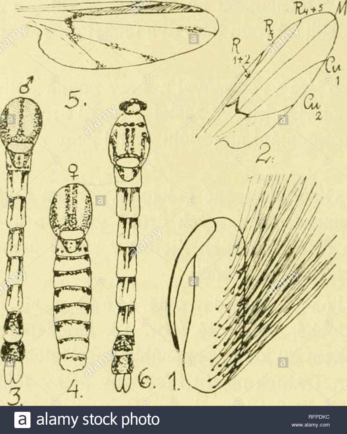 casopis ceske spolecnosti entomologicke acta societatis entomologicae bohemiae insects entomology va in