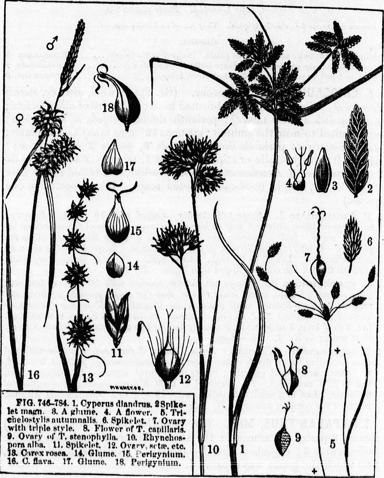 file class book of botany microform being outlines of the structure physiology and classification of plants with a flora of the united states and