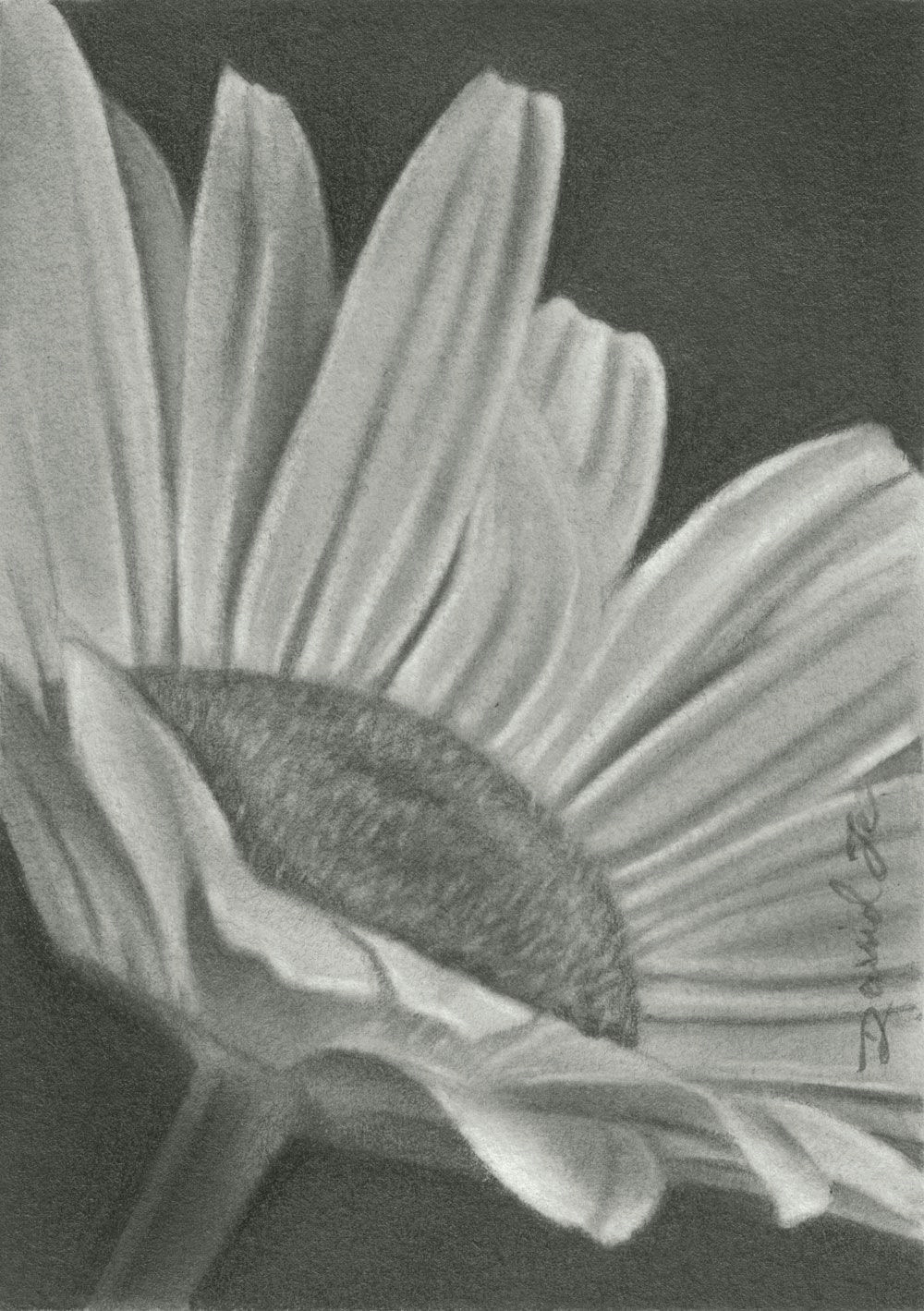 pencil drawings of flowers flowers pencil sketches