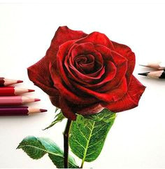 so realistic rose drawing realistic rose drawing pencil painting color pencil art