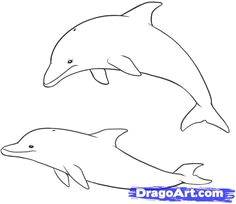 how to draw dolphins