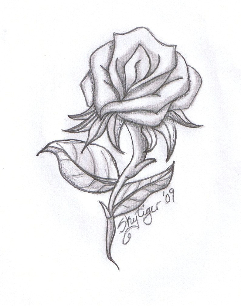 rose drawings rose pencil drawing by skytiger on deviantart