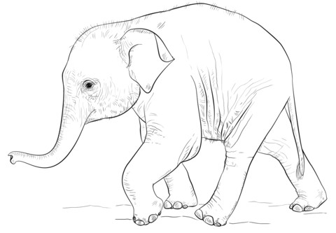cute baby elephant coloring page from elephants category select from 20946 printable crafts of cartoons nature animals bible and many