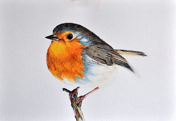 original drawing colored pencil bird illustration cute robin 5 5x8 inch