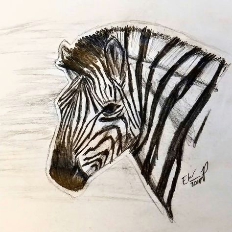zebra dailysketch sketch sketching art draw drawing artist zebra africa thursday horse cute animals