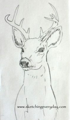 deer sketch cute drawings animal drawings pencil drawings deer drawing graph