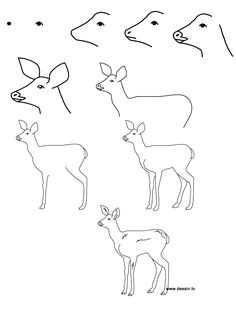 how to draw baby animals step by step learn how to draw a fawn with