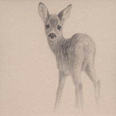 roe deer bambi doodles deer drawing sketches artist drawings