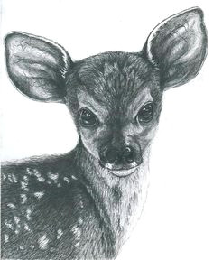 deer drawing pencil art pencil drawings draw something colored pencils sketches ink prints artist