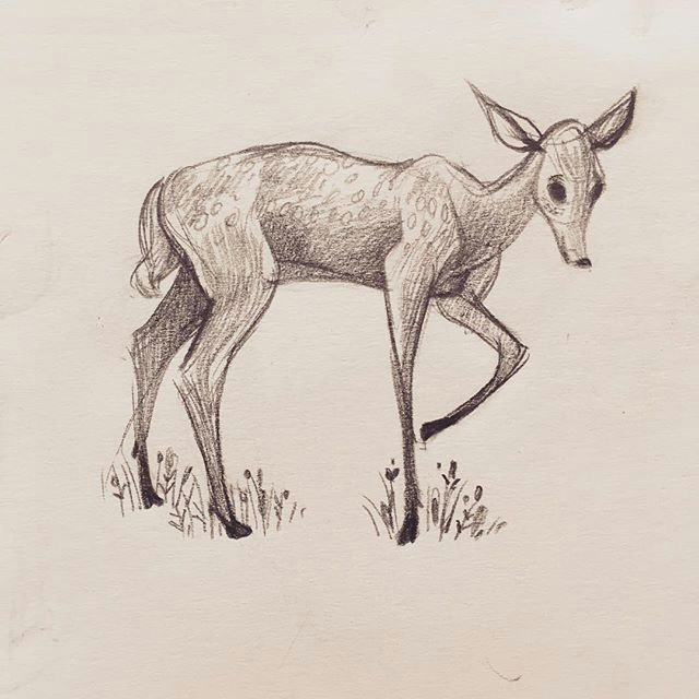repost artbykimberlyk animal drawing day animals deer doe animaldrawing sketch sketchbook sketchdaily sharingart instaart instagood