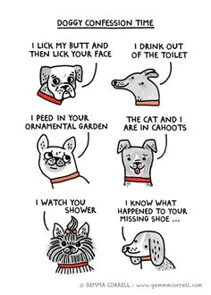 doggy confession time gemma correll funny dogs cute dogs funny animals cute