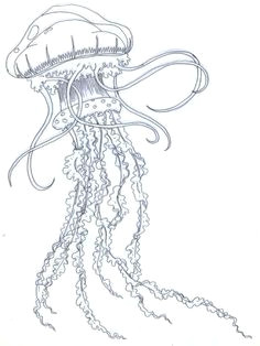 jellyquickscan jpg photo by koshii photobucket jellyfish drawing octopus drawing jellyfish tattoo