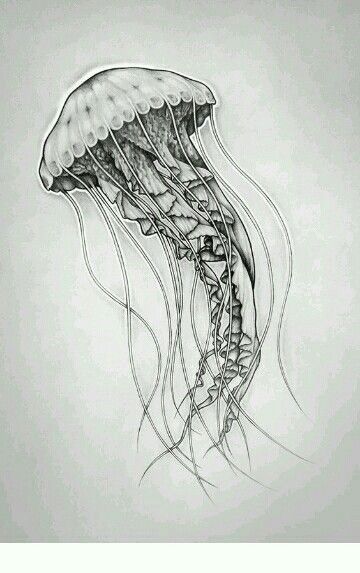 jellyfish