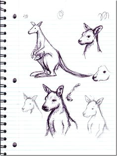 kangaroo sketches