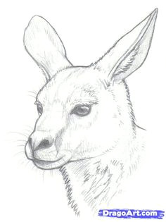 kangaroo drawing outline how to draw kangaroos step 8 animal sketches animal drawings