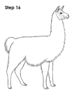 llama drawing 16