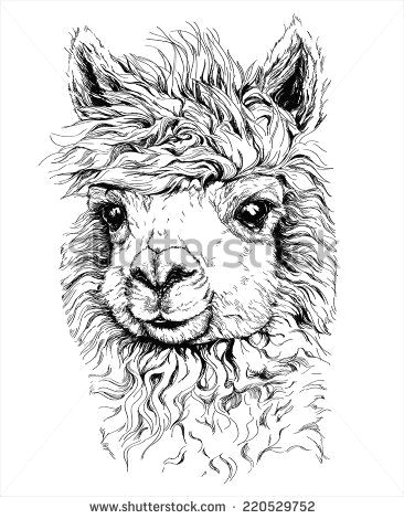 realistic sketch of lama alpaca black and white drawing isolated on white vector illustration stock vector