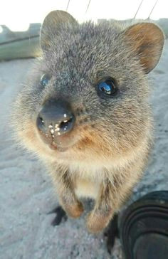 a cute quokka happy animals animals and pets animals of the world