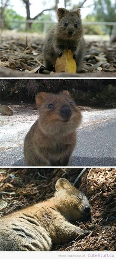 soo cute quokka animal especie animal animal facts animal memes cutest animals