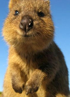 what the heck is this thing quokka happy animals cute baby animals funny