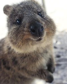 penguin animals happy animals animals and pets cute animals baby animals pictures cute animal pictures quokka australian animals wombat