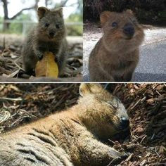 quokka beautiful creatures happy animals cute animals small animals wild animals