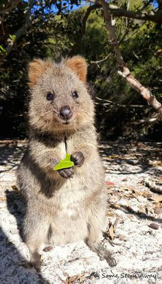 some steps away rencontre avec le quokka le plus adorable des marsupiaux