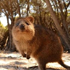 fun facts there s an animal called the quokka and it s the happiest animal in the world