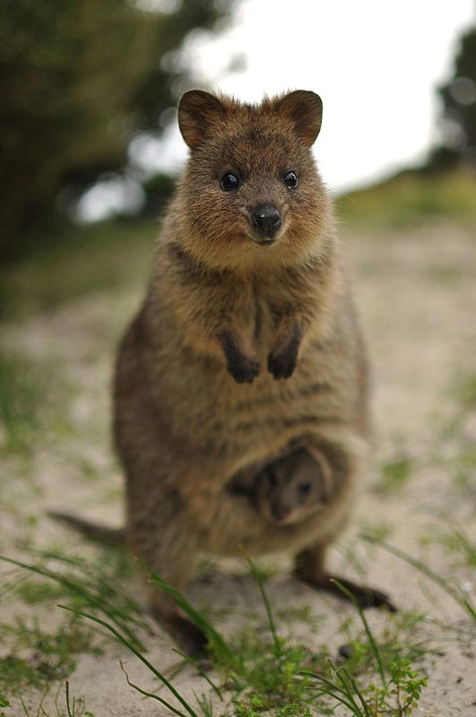 quokka and its baby the quokka is a native australian animal found only on rottnest island western australia