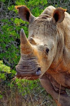 african rhino african animals african safari safari