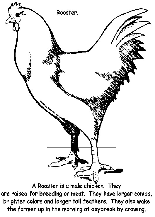 free rooster pictures to print few rooster pictures from our free printable coloring pages groups