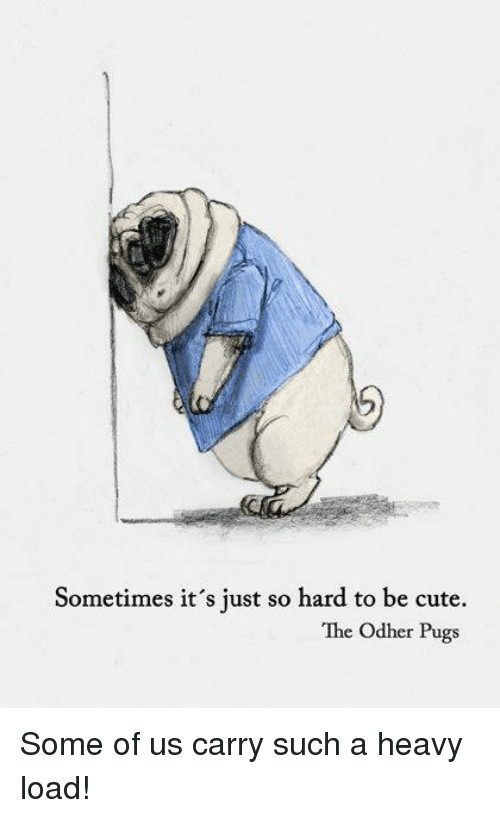 memes pugs and d sometimes it s just so hard to be cute