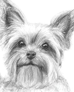 yorkshire terrier drawing by kate sumners