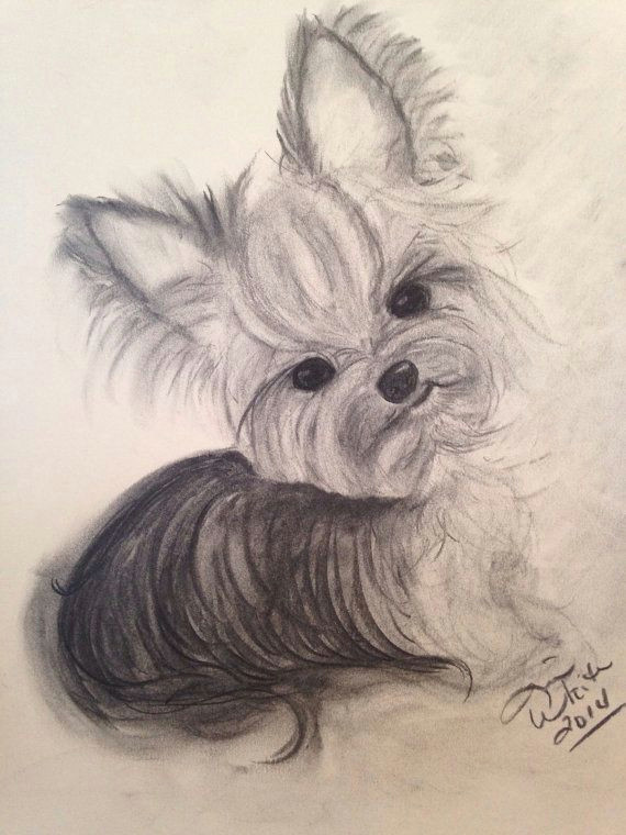 original charcoal drawing yorkie 11x14 by tinawhiteart on etsy 32 00
