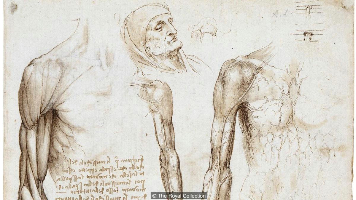 leonardo da vinci studies of hands c 1489 90 214 x 150 mm metalpoint on prepared paper royal collection london