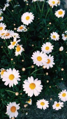 tumblr iphone wallpaper daisy wallpaper eyes wallpaper lock screen wallpaper cool wallpaper