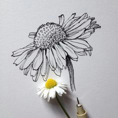 daisy flower drawing flower drawings drawing flowers flower sketch pencil daisy art