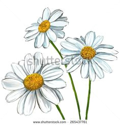 daisy vector illustration hand drawn painted watercolor 265437761 shutterstock